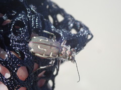 Cicindela hirticollis