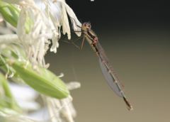 Austrolestes annulosus