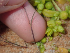 Eragrostis pergracilis