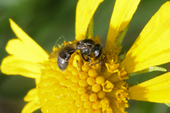 Lasioglossum imitatum