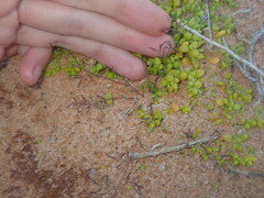 Eragrostis pergracilis