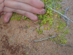 Eragrostis pergracilis