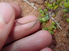 Eragrostis pergracilis