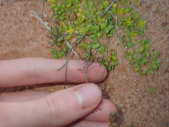 Eragrostis pergracilis