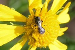 Lasioglossum imitatum