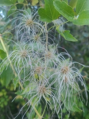 Clematis ligusticifolia