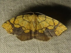 Nematocampa resistaria