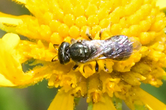 Lasioglossum imitatum