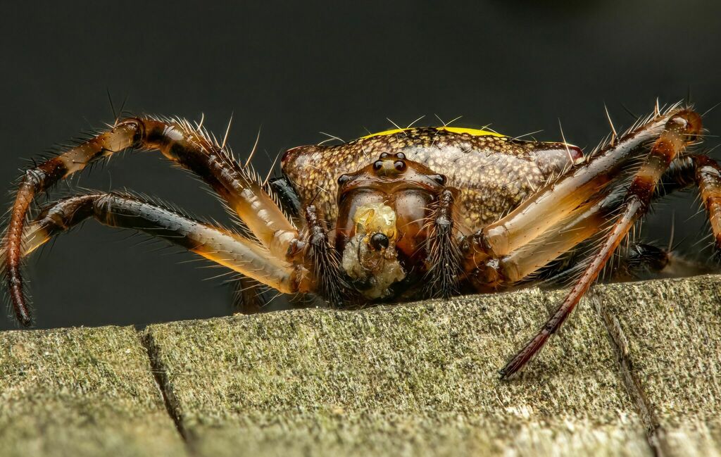 Arrowhead orbweaver (Verrucosa arenata)