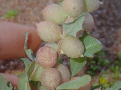 Atriplex spongiosa