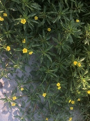 Ludwigia hexapetala