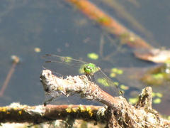 Erythemis collocata
