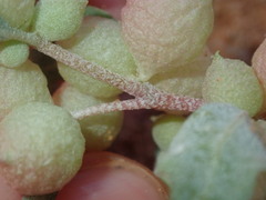 Atriplex spongiosa