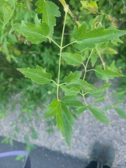 Clematis ligusticifolia