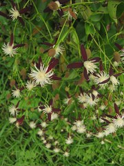Clematis tashiroi