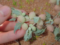 Atriplex spongiosa
