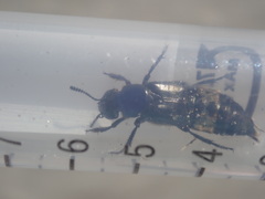 Creophilus maxillosus