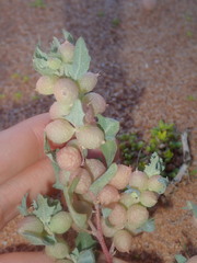 Atriplex spongiosa