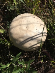 Calvatia