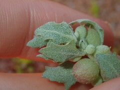 Atriplex spongiosa