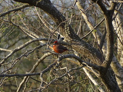Coryphospingus cucullatus
