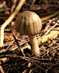 Agaricus placomyces