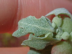 Atriplex spongiosa