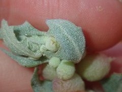 Atriplex spongiosa