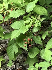 Rubus occidentalis