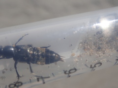 Creophilus maxillosus