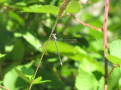 Archilestes californicus