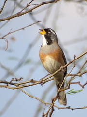 Saltatricula multicolor