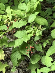Rubus occidentalis