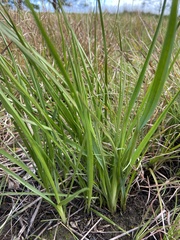 Caesia calliantha