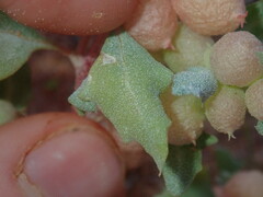 Atriplex spongiosa