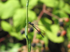 Archilestes californicus