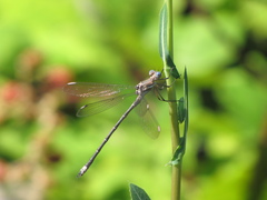 Archilestes californicus
