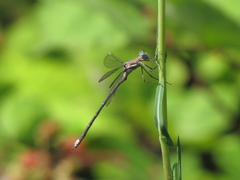 Archilestes californicus