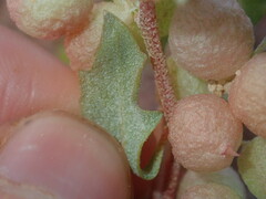 Atriplex spongiosa