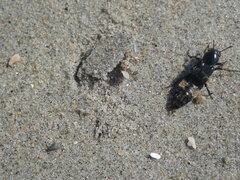 Creophilus maxillosus