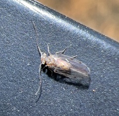 Ectopsocus