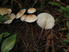 Gymnopus