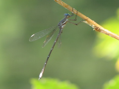 Archilestes californicus