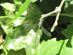 Archilestes californicus