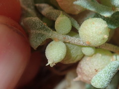 Atriplex spongiosa