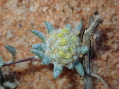 Gnaphalieae