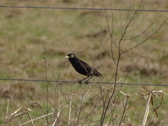 Hymenops perspicillatus