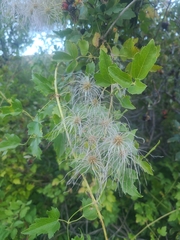 Clematis ligusticifolia