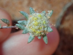 Gnaphalieae