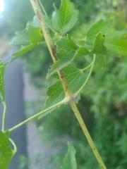 Clematis ligusticifolia